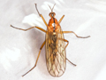 Empis stercorea
